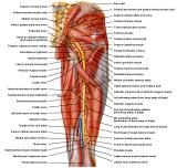 Anatomie: heup,bovenbeen,knie,onderbeen,enkel,voet,acetabulum,collum femoris,trachanter,femur,epicondyl,meniscus,kruisband,cruciate ligament,patella,knieschijf,tibia,fibula,malleolus,talus,calcaneus,tarsus,metatarsus,phalanx,falanx,quadriceps femoris,rectus femoris,sartorius,tensor fasciae latae,tractus iliotibialis,biceps femoris,gastrocnemius,semimembranosus,semitendinosus,soleus,suralis,vena saphena parva,vena saphena magna,sciatic,ischiadicus,peronea